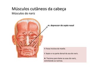Músculos cutâneos da cabeça  ç
Músculos do nariz
m. depressor do septo nasalm. depressor do septo nasal
I: Fossa incisiva da maxilaI: Fossa incisiva da maxila.
I: Septo e na parte dorsal da asa do nariz.
A: Traciona para baixo as asas do nariz, 
estreitando as narinas.
 