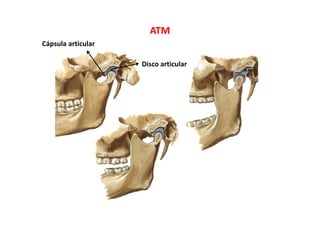 ATM
Di i l
Cápsula articular
Disco articular
 