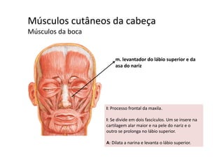 Músculos cutâneos da cabeça  ç
Músculos da boca
m. levantador do lábio superior e dae a tado do áb o supe o e da
asa do nariz
I: Processo frontal da maxila.
I: Se divide em dois fascículos. Um se insere na 
cartilagem alar maior e na pele do nariz e o 
outro se prolonga no lábio superior.  p g p
A: Dilata a narina e levanta o lábio superior.
 
