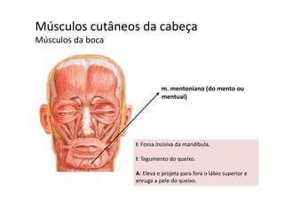 Músculos cutâneos da cabeça  ç
Músculos da boca
m. mentoniano (do mento ou 
mentual)
I: Fossa incisiva da mandíbulaI: Fossa incisiva da mandíbula. 
I: Tegumento do queixo.
A: Eleva e projeta para fora o lábio superior e 
enruga a pele do queixo.
 