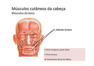 Músculos cutâneos da cabeça  ç
Músculos da boca
m. orbicular da boca
I: Parte marginal e parte labial. 
I: Rima da boca.
A: Fechamento direto dos lábios.
 