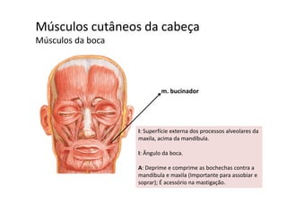 Músculos cutâneos da cabeça  ç
Músculos da boca
m. bucinador
I: Superfície externa dos processos alveolares da 
maxila, acima da mandíbula. 
I: Ângulo da boca.
A: Deprime e comprime as bochechas contra a p p
mandíbula e maxila (Importante para assobiar e 
soprar); É acessório na mastigação.
 