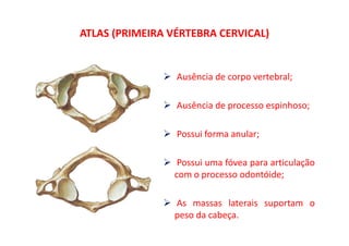 ATLAS (PRIMEIRA VÉRTEBRA CERVICAL)
Ausência de corpo vertebral;
Ausência de processo espinhoso;
Possui forma anular;
Possui uma fóvea para articulação
com o processo odontóide;p ;
As massas laterais suportam op
peso da cabeça.
 