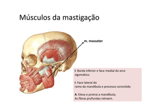 Músculos da mastigaçãoMúsculos da mastigação  
m. masseterassete
I: Borda inferior e face medial do arco 
zigomático. 
I: Face lateral do
ramo da mandíbula e processo coronóide.
A: Eleva e protrai a mandíbula; 
As fibras profundas retraem.
 