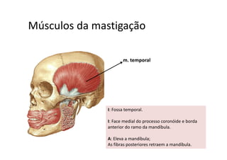 Músculos da mastigaçãoMúsculos da mastigação  
m. temporalte po a
I: Fossa temporal. 
I: Face medial do processo coronóide e borda
anterior do ramo da mandíbula.
A: Eleva a mandíbula; 
As fibras posteriores retraem a mandíbula.
 