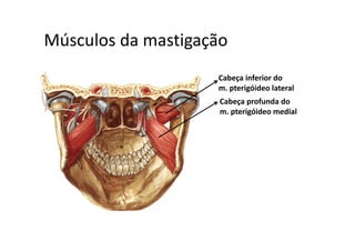 Músculos da mastigaçãoMúsculos da mastigação  
Cabeça inferior do 
m. pterigóideo lateral
Cabeça profunda do 
m. pterigóideo medial
 
