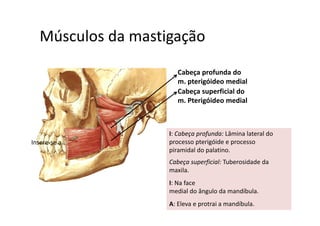 Músculos da mastigaçãoMúsculos da mastigação  
Cabeça profunda do 
m. pterigóideo medial
Cabeça superficial do 
m. Pterigóideo medial
I: Cabeça profunda: Lâmina lateral do 
processo pterigóide e processo
piramidal do palatino. 
Cabeça superficial: Tuberosidade da 
Insere‐se a..
ç p f
maxila.
I: Na face
di l d â l d díb lmedial do ângulo da mandíbula.
A: Eleva e protrai a mandíbula.
 
