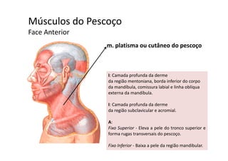 Músculos do Pescoçoç
Face Anterior 
l ti tâ dm. platisma ou cutâneo do pescoço
I: Camada profunda da derme
da região mentoniana borda inferior do corpoda região mentoniana, borda inferior do corpo
da mandíbula, comissura labial e linha oblíqua
externa da mandíbula.
I: Camada profunda da derme
da região subclavicular e acromial.
A:
Fixo Superior ‐ Eleva a pele do tronco superior e
forma rugas transversais do pescoço.o a ugas t a s e sa s do pescoço.
Fixo Inferior ‐ Baixa a pele da região mandibular.
 