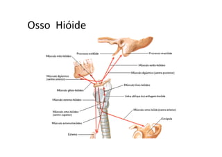 Osso HióideOsso  Hióide
 