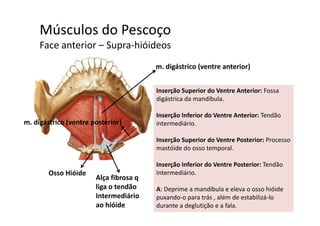 Músculos do Pescoçoç
Face anterior – Supra‐hióideos 
m. digástrico (ventre anterior)
Inserção Superior do Ventre Anterior: Fossa 
digástrica da mandíbula.
ã f i d i dãInserção Inferior do Ventre Anterior: Tendão 
intermediário.
I ã S i d V t P t i P
m. digástrico (ventre posterior)
Inserção Superior do Ventre Posterior: Processo 
mastóide do osso temporal.
Inserção Inferior do Ventre Posterior: TendãoInserção Inferior do Ventre Posterior: Tendão 
Intermediário.
A: Deprime a mandíbula e eleva o osso hióide
Osso Hióide
Alça fibrosa q
liga o tendão  A: Deprime a mandíbula e eleva o osso hióide 
puxando‐o para trás , além de estabilizá‐lo 
durante a deglutição e a fala.
g
Intermediário
ao hióide
 