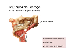 Músculos do Pescoçoç
Face anterior – Supra‐hióideos 
m. estilo‐hióideo
O: Processo estilóide (temporal)O: Processo estilóide (temporal). 
I: Osso hióide .
A: Eleva e retrai o osso hióide. 
 