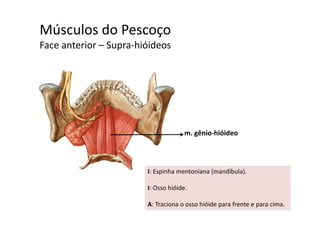 Músculos do Pescoçoç
Face anterior – Supra‐hióideos 
m. gênio‐hióideo
I: Espinha mentoniana (mandíbula). 
I: Osso hióide.I: Osso hióide. 
A: Traciona o osso hióide para frente e para cima. 
 
