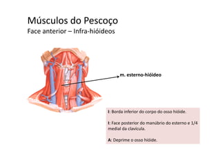 Músculos do Pescoçoç
Face anterior – Infra‐hióideos 
m. esterno‐hióideo
I: Borda inferior do corpo do osso hióide.p
I: Face posterior do manúbrio do esterno e 1/4 
medial da clavícula.
A: Deprime o osso hióide.
 