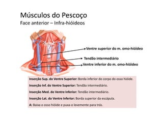 Músculos do Pescoçoç
Face anterior – Infra‐hióideos 
Ventre superior do m. omo‐hióideo
T dã i t diá i
Ventre inferior do m. omo‐hióideo
Tendão intermediário
Inserção Sup. do Ventre Superior: Borda inferior do corpo do osso hióide. 
Inserção Inf. do Ventre Superior: Tendão intermediário.
Inserção Med. do Ventre Inferior: Tendão intermediário. 
Inserção Lat. do Ventre Inferior: Borda superior da escápula. 
A: Baixa o osso hióide e puxa‐o levemente para trás.
 
