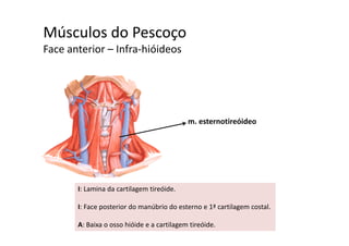 Músculos do Pescoçoç
Face anterior – Infra‐hióideos 
m. esternotireóideom. esternotireóideo
I: Lamina da cartilagem tireóide. 
I: Face posterior do manúbrio do esterno e 1ª cartilagem costalI: Face posterior do manúbrio do esterno e 1ª cartilagem costal.
A: Baixa o osso hióide e a cartilagem tireóide.
 
