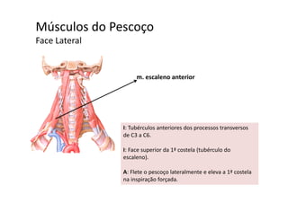 Músculos do Pescoçoç
Face Lateral 
m. escaleno anteriorm. escaleno anterior
I: Tubérculos anteriores dos processos transversos 
de C3 a C6. 
l ( bé lI: Face superior da 1ª costela (tubérculo do 
escaleno).
A Fl t l t l t l 1ª t lA: Flete o pescoço lateralmente e eleva a 1ª costela 
na inspiração forçada.
 