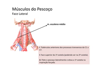 Músculos do Pescoçoç
Face Lateral 
m. escaleno médio
I: Tubérculos anteriores dos processos transversos da C1 a 
C7C7.
I: Face superior da 1ª costela (podendo ser na 2ª costela).
A: Flete o pescoço lateralmente e eleva a 1ª costela na 
inspiração forçada.
 