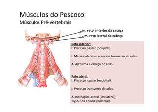 Músculos do Pescoçoç
Músculos Pré‐vertebrais
m reto anterior da cabeçam. reto anterior da cabeça
m. reto lateral da cabeça
Reto anteriorReto anterior:
I: Processo basilar (occipital). 
I: Massas laterais e processo transverso de atlasI: Massas laterais e processo transverso de atlas.
A: Aproxima a cabeça do atlas.
Reto lateral:
I: Processo jugular (occipital).I: Processo jugular (occipital).
I: Processo transverso do atlas.
A: Inclinação Lateral (Unilateral);
Rigidez da Coluna (Bilateral).
 