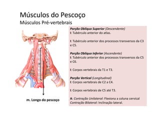 Músculos do Pescoçoç
Músculos Pré‐vertebrais
Porção Oblíquo Superior (Descendente)
I: Tubérculo anterior do atlas.
I: Tubérculo anterior dos processos transversos da C3 
e C5.
Porção Oblíquo Inferior (Ascendente)
I T bé l i d d C5I: Tubérculo anterior dos processos transversos da C5 
e C6. 
I Corpos vertebrais da T1 e T3I: Corpos vertebrais da T1 e T3. 
Porção Vertical (Longitudinal)
I: Corpos vertebrais de C2 a C4I: Corpos vertebrais de C2 a C4. 
I: Corpos vertebrais de C5 até T3.
m. Longo do pescoço A: Contração Unilateral: Flexiona a coluna cervical 
Contração Bilateral: Inclinação lateral. 
 