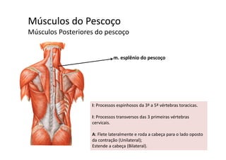 Músculos do Pescoçoç
Músculos Posteriores do pescoço
m. esplênio do pescoço
I: Processos espinhosos da 3ª a 5ª vértebras toracicas.
I: Processos transversos das 3 primeiras vértebrasI: Processos transversos das 3 primeiras vértebras 
cervicais. 
A: Flete lateralmente e roda a cabeça para o lado opostoA: Flete lateralmente e roda a cabeça para o lado oposto 
da contração (Unilateral);
Estende a cabeça (Bilateral). 
 