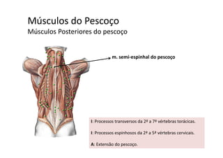 Músculos do Pescoçoç
Músculos Posteriores do pescoço
m. semi‐espinhal do pescoço
I: Processos transversos da 2ª a 7ª vértebras torácicas.
I: Processos espinhosos da 2ª a 5ª vértebras cervicaisI: Processos espinhosos da 2ª a 5ª vértebras cervicais. 
A: Extensão do pescoço.
 