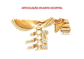 ARTICULAÇÃO ATLANTO‐OCCIPITAL
 