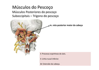 Músculos do Pescoço
Mú l P t i dMúsculos Posteriores do pescoço
Suboccipitais – Trígono do pescoço
m. reto posterior maior da cabeça
I: Processo espinhoso do áxis.
I: Linha nucal inferiorI: Linha nucal inferior. 
A: Extensão da cabeça.
 
