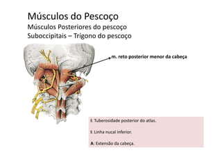 Músculos do Pescoço
Mú l P t i dMúsculos Posteriores do pescoço
Suboccipitais – Trígono do pescoço
m. reto posterior menor da cabeça
I: Tuberosidade posterior do atlas.
I: Linha nucal inferiorI: Linha nucal inferior. 
A: Extensão da cabeça.
 