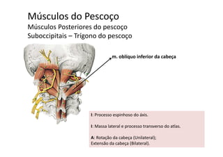 Músculos do Pescoço
Mú l P t i dMúsculos Posteriores do pescoço
Suboccipitais – Trígono do pescoço
m. oblíquo inferior da cabeça
I Processo espinhoso do áxisI: Processo espinhoso do áxis.
I: Massa lateral e processo transverso do atlas. 
A: Rotação da cabeça (Unilateral);
Extensão da cabeça (Bilateral). 
 