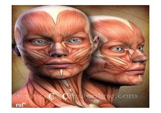 ÇÇ ÇÇMIOLOGIA DA CABEMIOLOGIA DA CABEÇÇA E PESCOA E PESCOÇÇOO
PProfºrofº MSMS CC MM
 