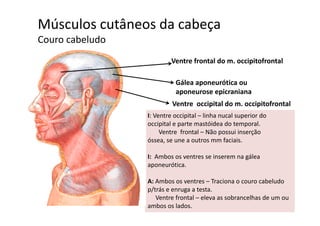 Músculos cutâneos da cabeça  
C b l dCouro cabeludo
Ventre frontal do m occipitofrontalVentre frontal do m. occipitofrontal
Gálea aponeurótica ou
Ventre  occipital do m. occipitofrontal
aponeurose epicraniana
I: Ventre occipital – linha nucal superior do 
occipital e parte mastóidea do temporal.
Ventre  frontal – Não possui inserção                       
ó t f i ióssea, se une a outros mm faciais.
I:  Ambos os ventres se inserem na gálea 
aponeuróticaaponeurótica.
A: Ambos os ventres – Traciona o couro cabeludo 
p/trás e enruga a testap/trás e enruga a testa.
Ventre frontal – eleva as sobrancelhas de um ou  
ambos os lados.
 