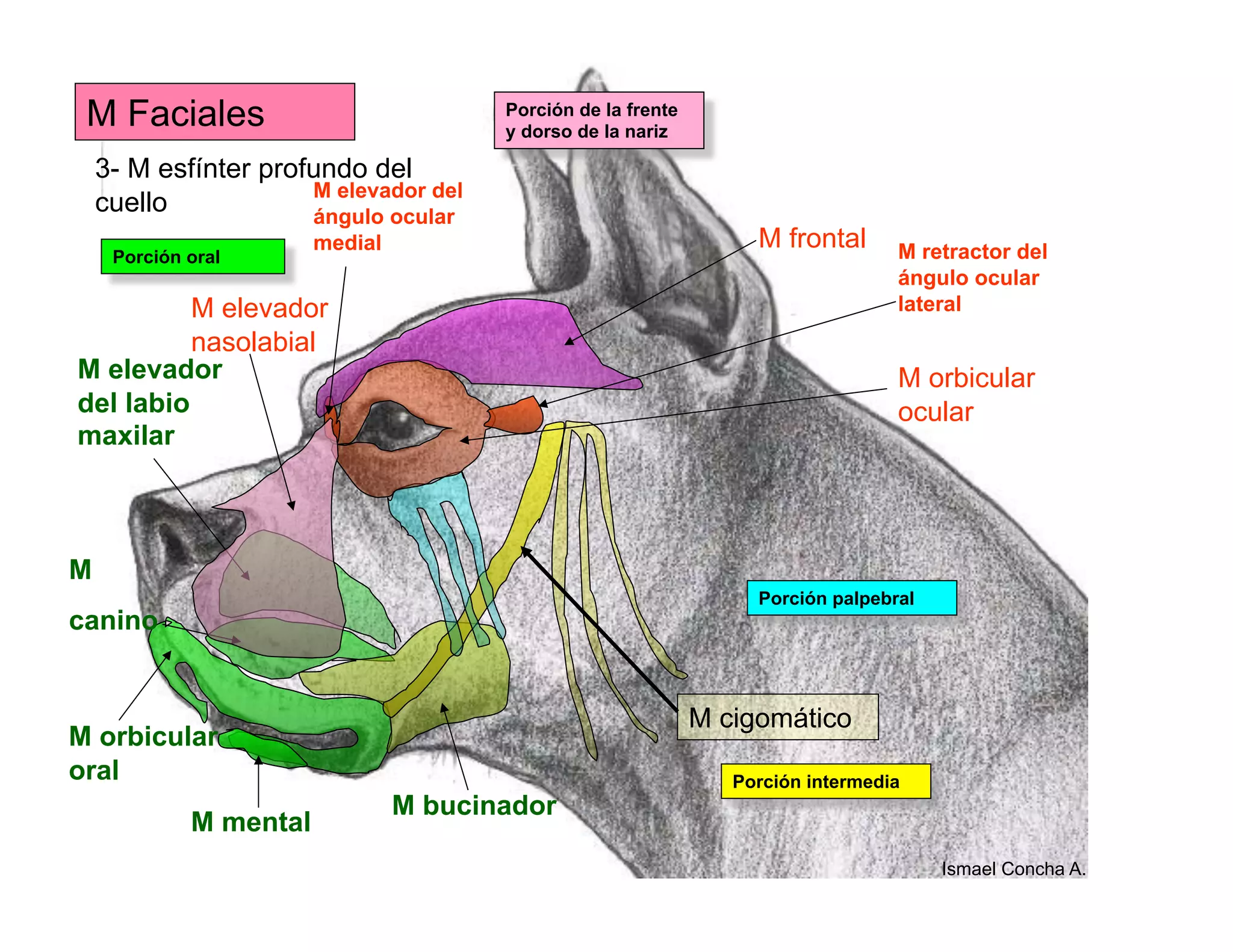 Miologia De Cabeza Cuello Y Tronco PERRO UST pdf Miologia De Cabeza Cuello Y Tronco PERRO UST pdf