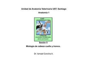 Sesión 5
Miología de cabeza cuello y tronco.
Unidad de Anatomía Veterinaria UST. Santiago
Anatomía 1
Dr. Ismael Concha A.
 