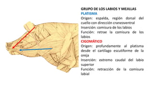 GRUPO DE LOS LABIOS Y MEJILLAS
PLATISMA
Origen: espalda, región dorsal del
cuello con dirección craneoventral
Inserción: comisura de los labios
Función: retrae la comisura de los
labios
CIGOMÁTICO
Origen: profundamente al platisma
desde el cartílago escutiforme de la
oreja
Inserción: extremo caudal del labio
superior
Función: retracción de la comisura
labial
 