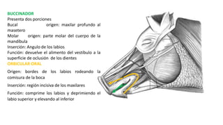 BUCCINADOR
Presenta dos porciones
Bucal origen: maxilar profundo al
masetero
Molar origen: parte molar del cuerpo de la
mandíbula
Inserción: Angulo de los labios
Función: devuelve el alimento del vestíbulo a la
superficie de oclusión de los dientes
ORBICULAR ORAL
Origen: bordes de los labios rodeando la
comisura de la boca
Inserción: región incisiva de los maxilares
Función: comprime los labios y deprimiendo el
labio superior y elevando al inferior
 
