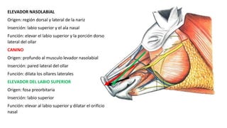 ELEVADOR NASOLABIAL
Origen: región dorsal y lateral de la nariz
Inserción: labio superior y el ala nasal
Función: elevar el labio superior y la porción dorso
lateral del ollar
CANINO
Origen: profundo al musculo levador nasolabial
Inserción: pared lateral del ollar
Función: dilata los ollares laterales
ELEVADOR DEL LABIO SUPERIOR
Origen: fosa preorbitaria
Inserción: labio superior
Función: elevar al labio superior y dilatar el orificio
nasal
 