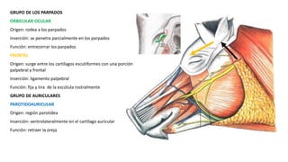 GRUPO DE LOS PARPADOS
ORBICULAR OCULAR
Origen: rodea a los parpados
Inserción: se penetra parcialmente en los parpados
Función: entrecerrar los parpados
FRONTAL
Origen: surge entre los cartílagos escutiformes con una porción
palpebral y frontal
Inserción: ligamento palpebral
Función: fija y tira de la escútula rostralmente
GRUPO DE AURICULARES
PAROTIDOAURICULAR
Origen: región parotídea
Inserción: ventrolateralmente en el cartílago auricular
Función: retraer la oreja
 
