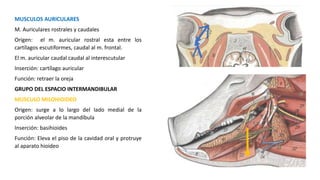 MUSCULOS AURICULARES
M. Auriculares rostrales y caudales
Origen: el m. auricular rostral esta entre los
cartílagos escutiformes, caudal al m. frontal.
El m. auricular caudal caudal al interescutular
Inserción: cartílago auricular
Función: retraer la oreja
GRUPO DEL ESPACIO INTERMANDIBULAR
MUSCULO MILOHIOIDEO
Origen: surge a lo largo del lado medial de la
porción alveolar de la mandíbula
Inserción: basihioides
Función: Eleva el piso de la cavidad oral y protruye
al aparato hioideo
 