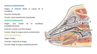 MUSCULO GENIOHIOIDEO
Origen: se extiende desde el cuerpo de la
mandíbula
Inserción: basihioides
Función: eleva rostralmente al basihiodes
MUSCULO GENIOGLOSO
Origen: cara medial de la mandíbula
(caudodorsalmente)
Inserción: cuerpo y raíz de la lengua
Función: dirigir la lengua rostral y ventralmente.
MUSCULO HIOGLOSO
Origen: hiodes
Inserción: cuerpo de la lengua
Función: dirigir la lengua caudoventralmente
 