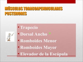 MÚSCULOS TORACOAPENDICULARES
MÚSCULOS TORACOAPENDICULARES
POSTERIORES
POSTERIORES
• Trapecio
• Dorsal Ancho *
• Romboides Menor
• Romboides Mayor
• Elevador de la Escápula
 