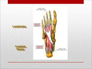 Lumbricales
Lumbricales
Cuadrado
Cuadrado
Plantar
Plantar
 