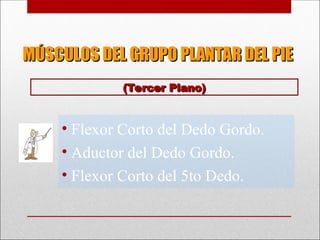 MÚSCULOS DEL GRUPO PLANTAR DEL PIE
MÚSCULOS DEL GRUPO PLANTAR DEL PIE
• Flexor Corto del Dedo Gordo.
• Aductor del Dedo Gordo.
• Flexor Corto del 5to Dedo.
(Tercer Plano)
(Tercer Plano)
 