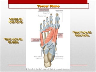 Tercer Plano
Tercer Plano
Flexor Corto del
Flexor Corto del
Dedo Gordo
Dedo Gordo
Aductor del
Aductor del
Dedo Gordo
Dedo Gordo
Flexor Corto del
Flexor Corto del
5to Dedo
5to Dedo
 