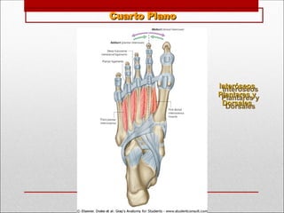 Cuarto Plano
Cuarto Plano
Interóseos
Interóseos
Plantares y
Plantares y
Dorsales
Dorsales
 
