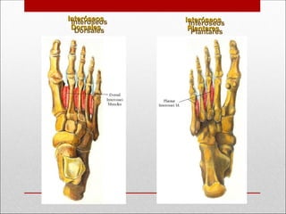 Interóseos
Interóseos
Plantares
Plantares
Interóseos
Interóseos
Dorsales
Dorsales
 