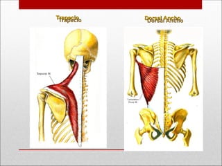 Dorsal Ancho
Dorsal Ancho
Trapecio
Trapecio
 