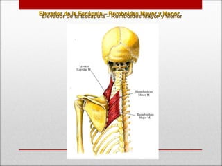 Elevador de la Escápula – Romboides Mayor y Menor
Elevador de la Escápula – Romboides Mayor y Menor
 