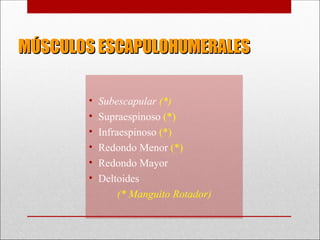 MÚSCULOS ESCAPULOHUMERALES
MÚSCULOS ESCAPULOHUMERALES
• Subescapular (*)
• Supraespinoso (*)
• Infraespinoso (*)
• Redondo Menor (*)
• Redondo Mayor
• Deltoides
(* Manguito Rotador)
 