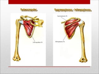 Subescapular
Subescapular Supraespinoso - Infraespinoso
Supraespinoso - Infraespinoso
 