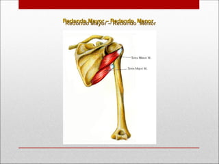 Redondo Mayor – Redondo Menor
Redondo Mayor – Redondo Menor
 